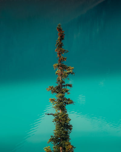 tentree's Nature-Inspired Color Palette for Fall & Winter