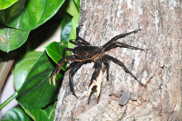 This Newly Discovered Tree-Climbing Crab Is Kind Of Blowing Our Minds