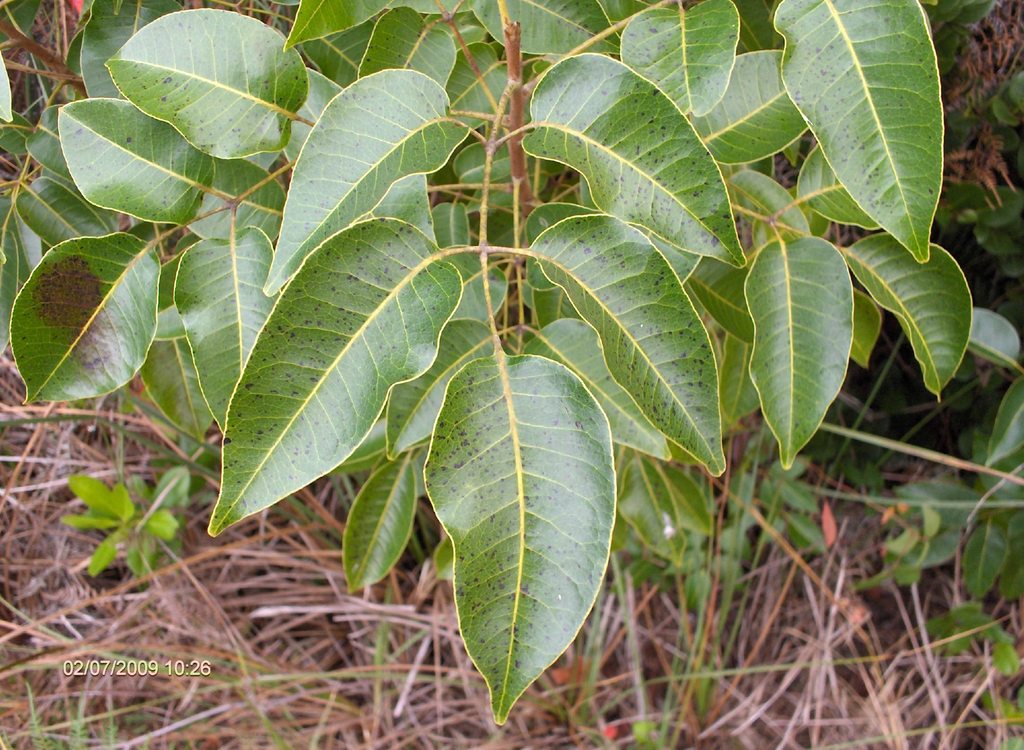 2 Trees You Should Avoid - Poisonwood And Machineel