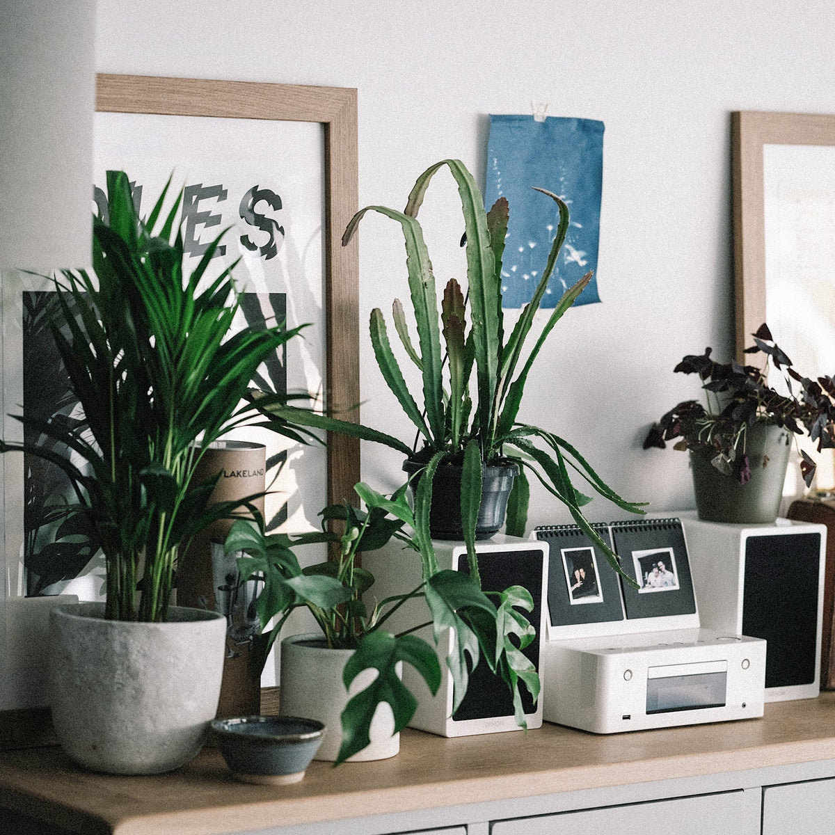 10 Hardy House Plants That Are Impossible To Kill