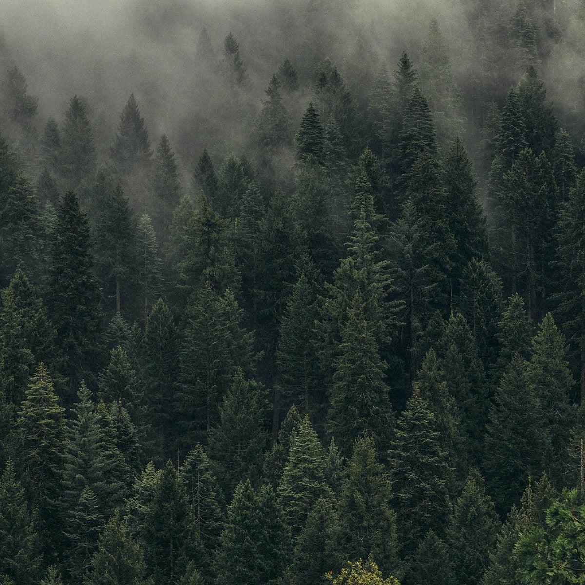 These Are The 10 Most Beautiful Forests In The World