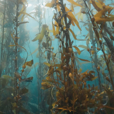 Planting Kelp to Protect Our Planet