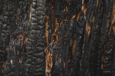 Post-Wildfire Reforestation: Why it Matters